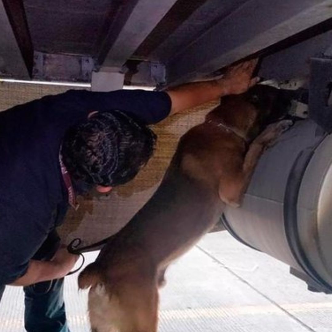 El perro Chocolate de la Guardia Nacional. Foto: Gabinete de Seguridad